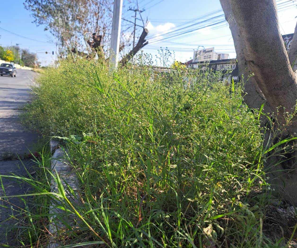 Ciudadanos denuncian el abandono en camellones