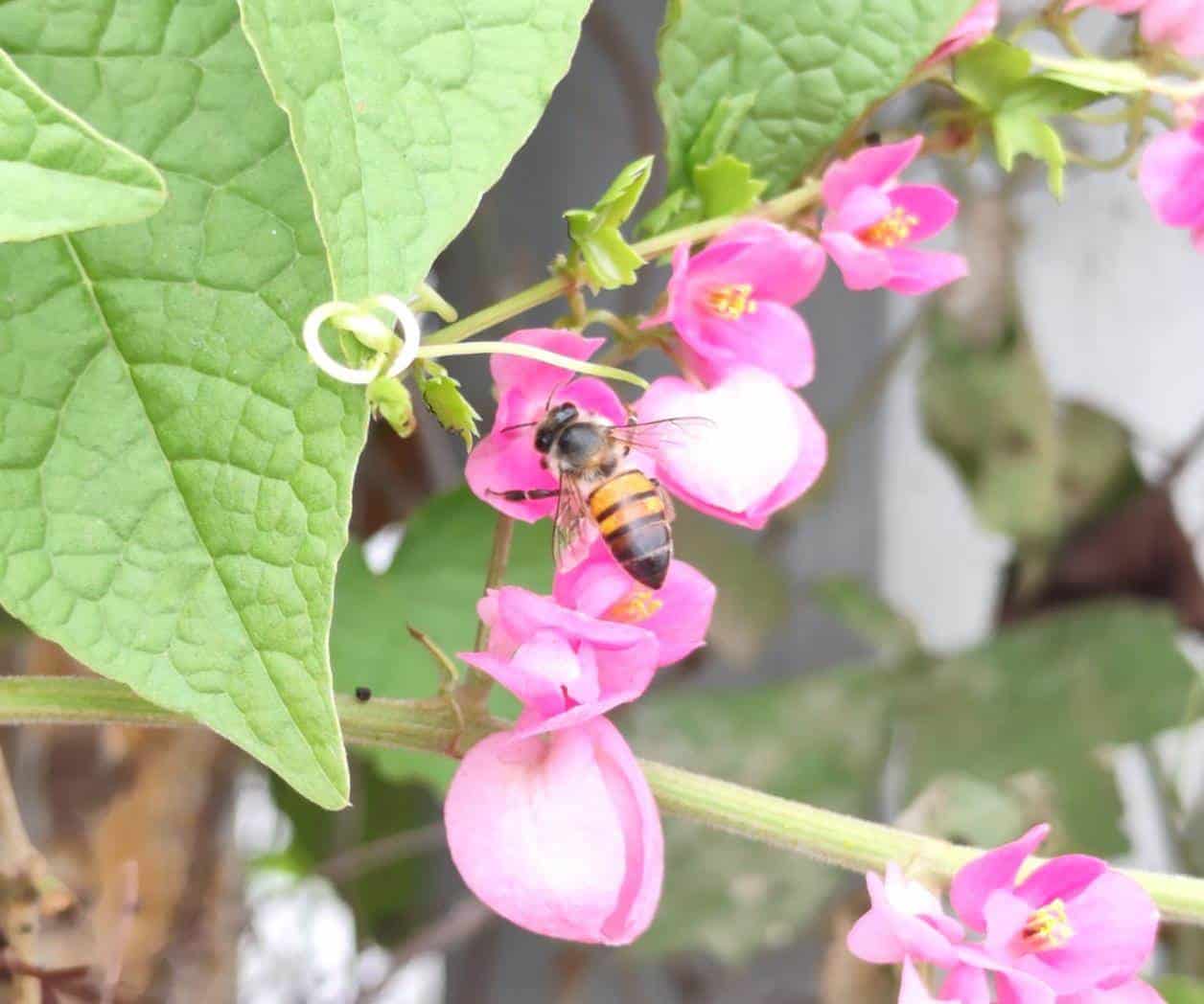Ante ataques de abejas demandan actuar rápido