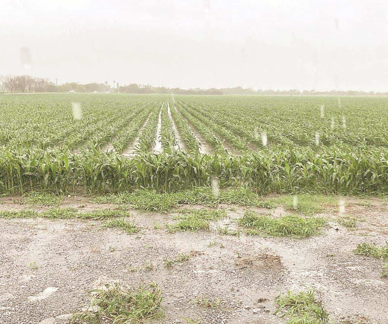Lluvia trae buenas y malas al campo