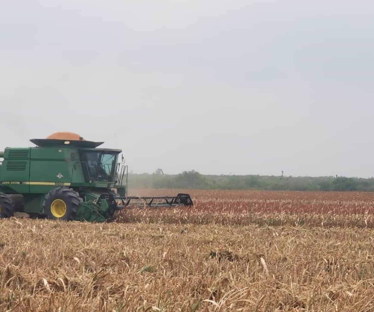 Lluvias frenan trilla de sorgo