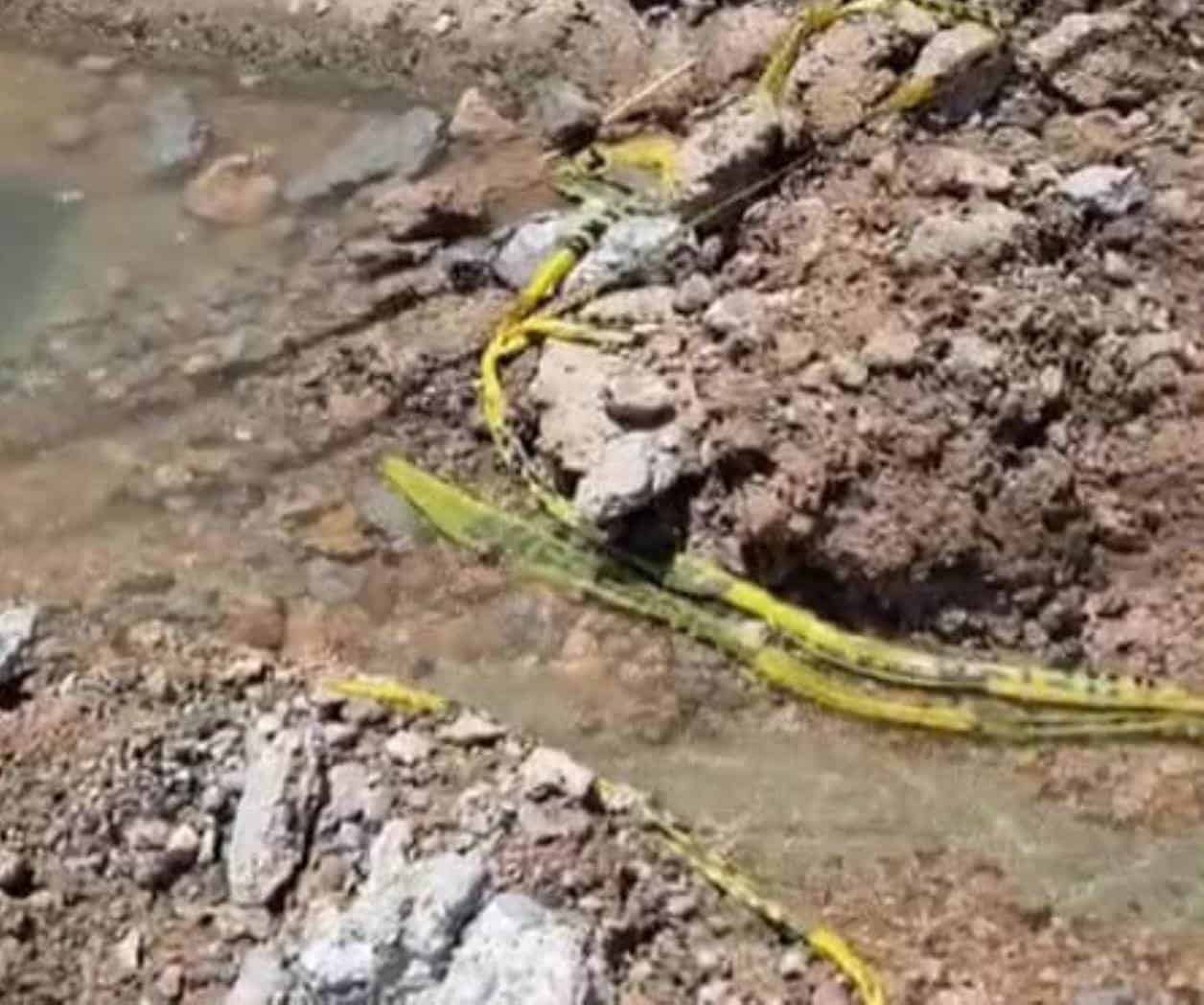 Falla reparación de COMAPA y agravan fuga de agua