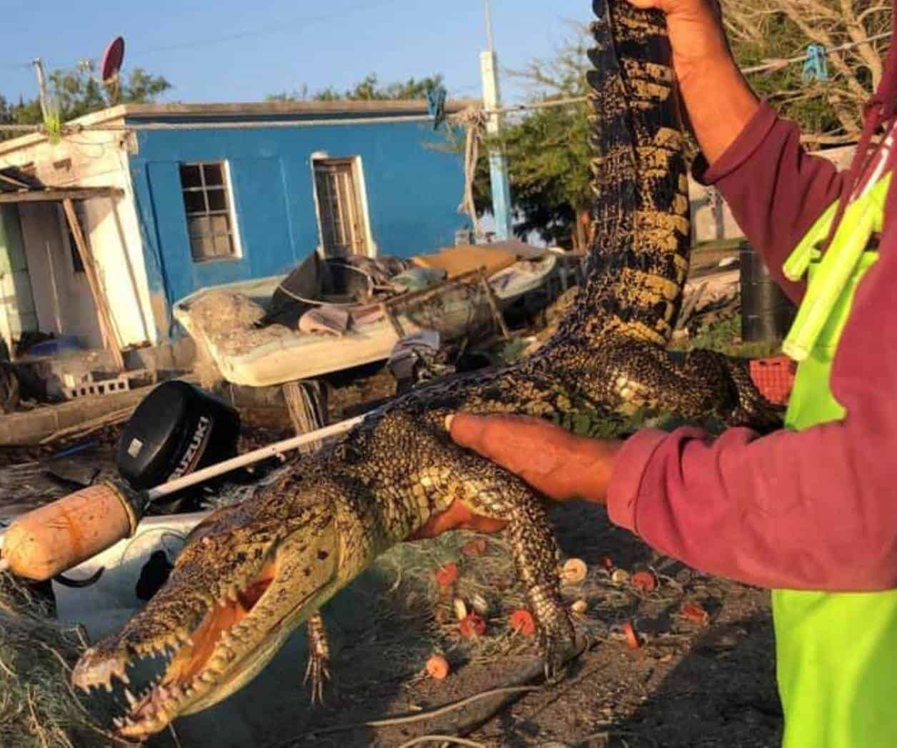  Capturan cocodrilo en la Laguna Madre
