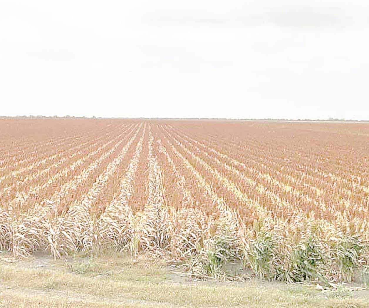 Productores de sorgo apenas saldrán ‘tablas’