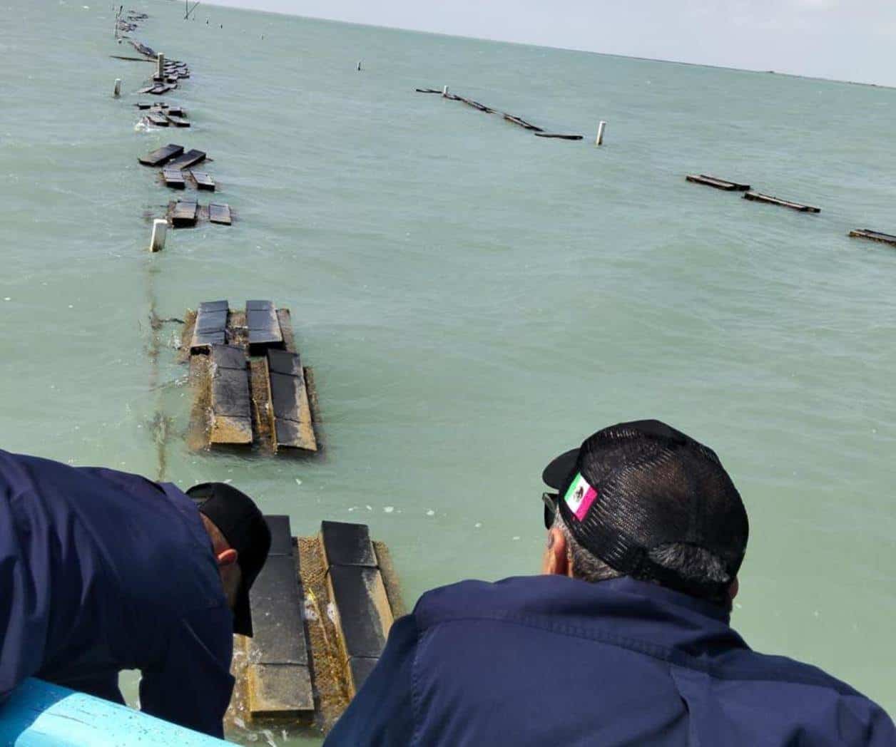 Avanza cultivo de ostión en la Laguna Madre