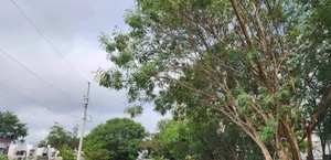 Árbol sostiene poste al borde del colapso