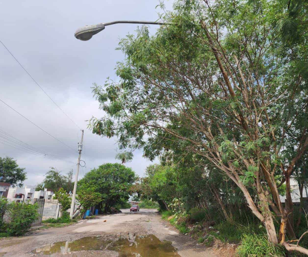 Árbol sostiene poste al borde del colapso