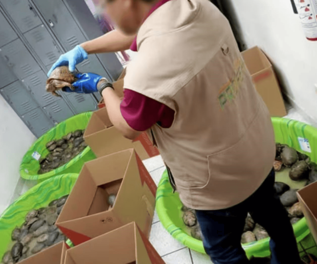 Aseguran tortugas empaquetadas como juguetes