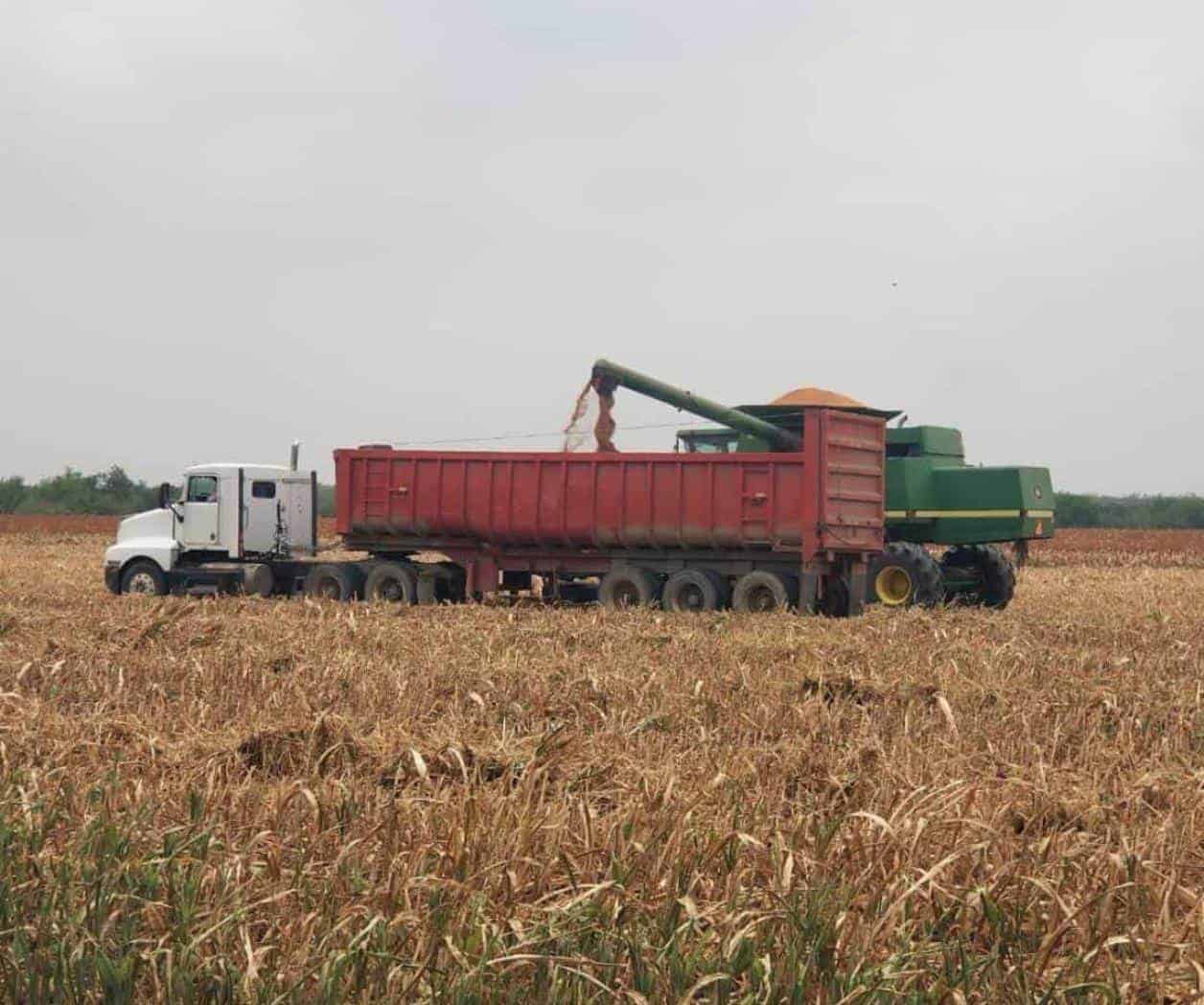 Reanudan trillas de sorgo