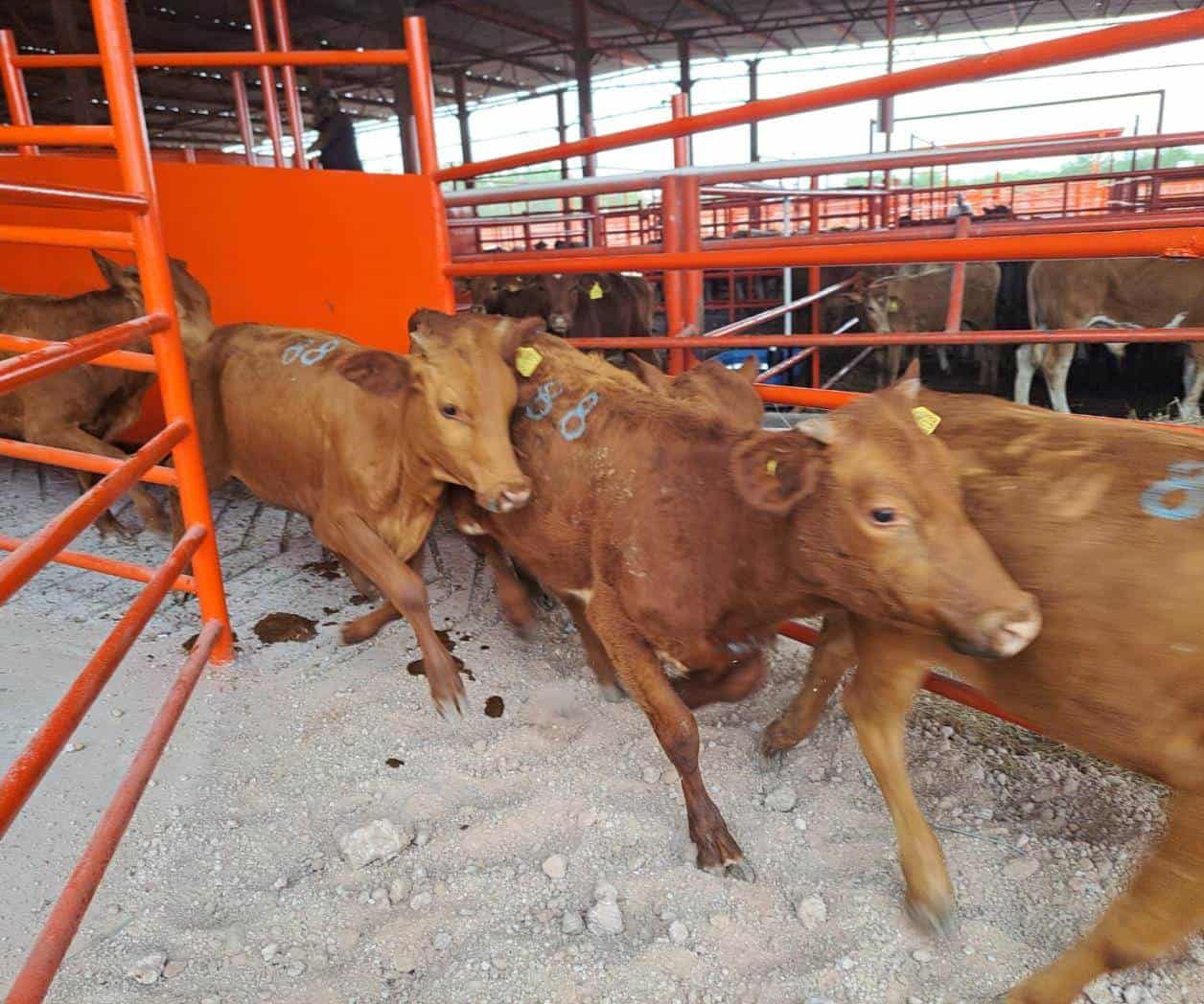 Enfrentan solos amenaza del gusano barrenador