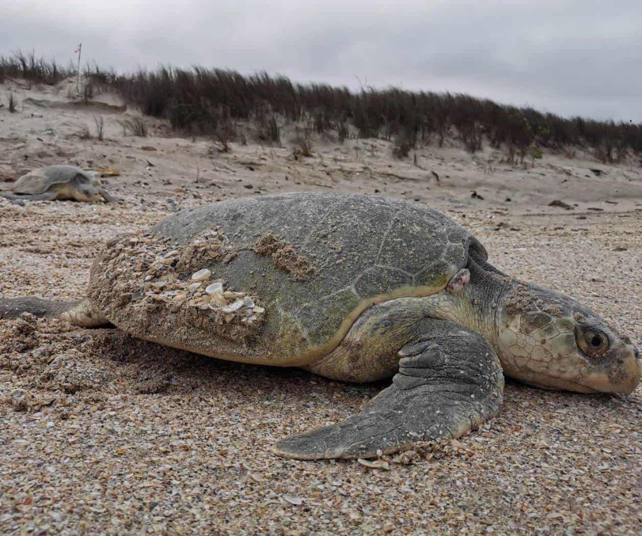 Llegan 700 mil tortugas al sur