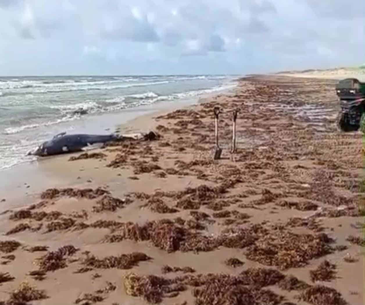 Hallan delfín sin vida en playa de Matamoros