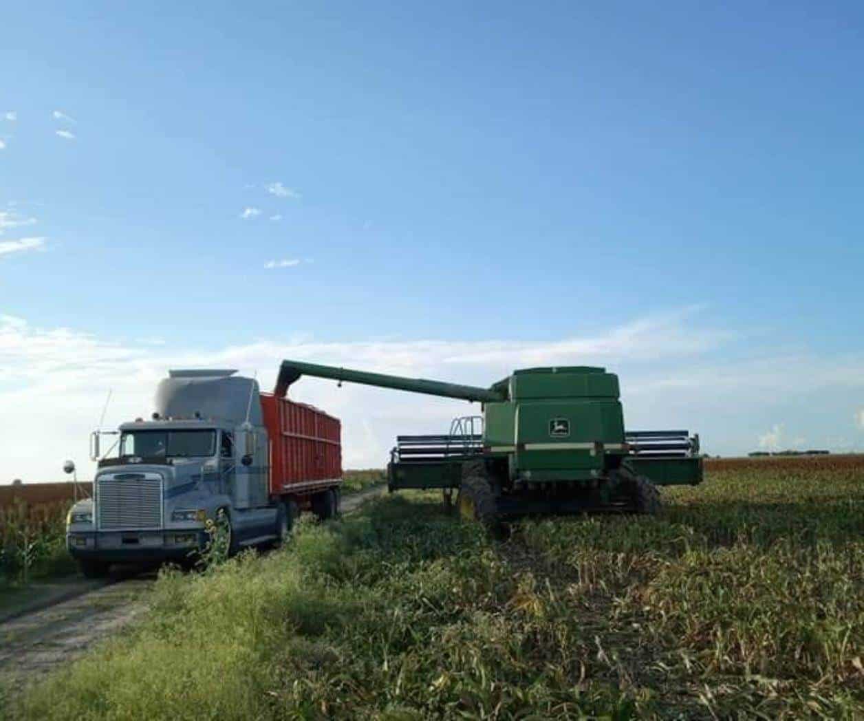 Falta maquinaria en la trila de sorgo