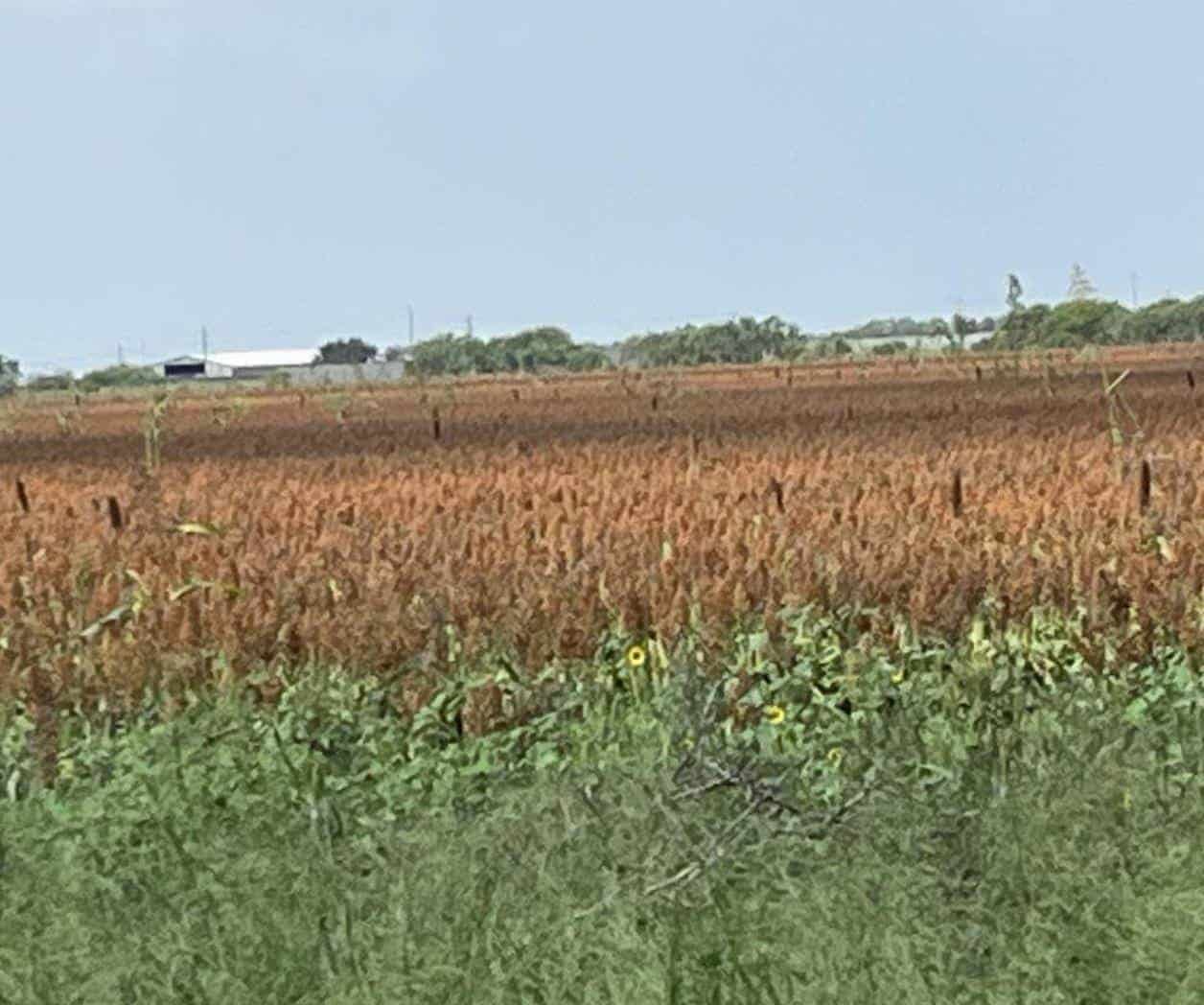 Ni los gastos recuperan agricultores de la zona