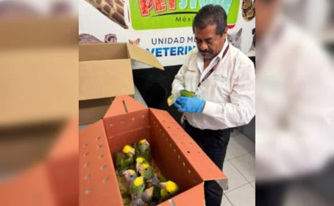 Detienen a estadounidense en Reynosa con nueve loros ilegales