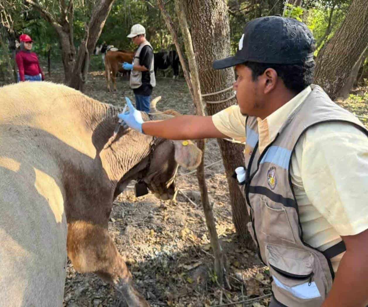 Blindan ganado tamaulipeco  ante avance del barrenador