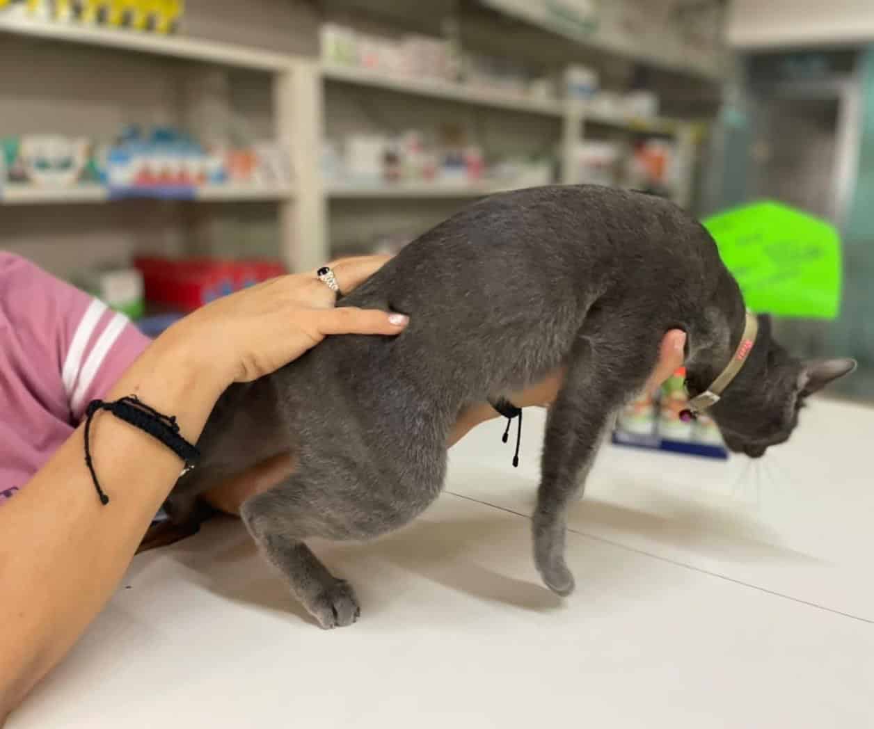 Curar una mascota cuesta hasta 30 mp