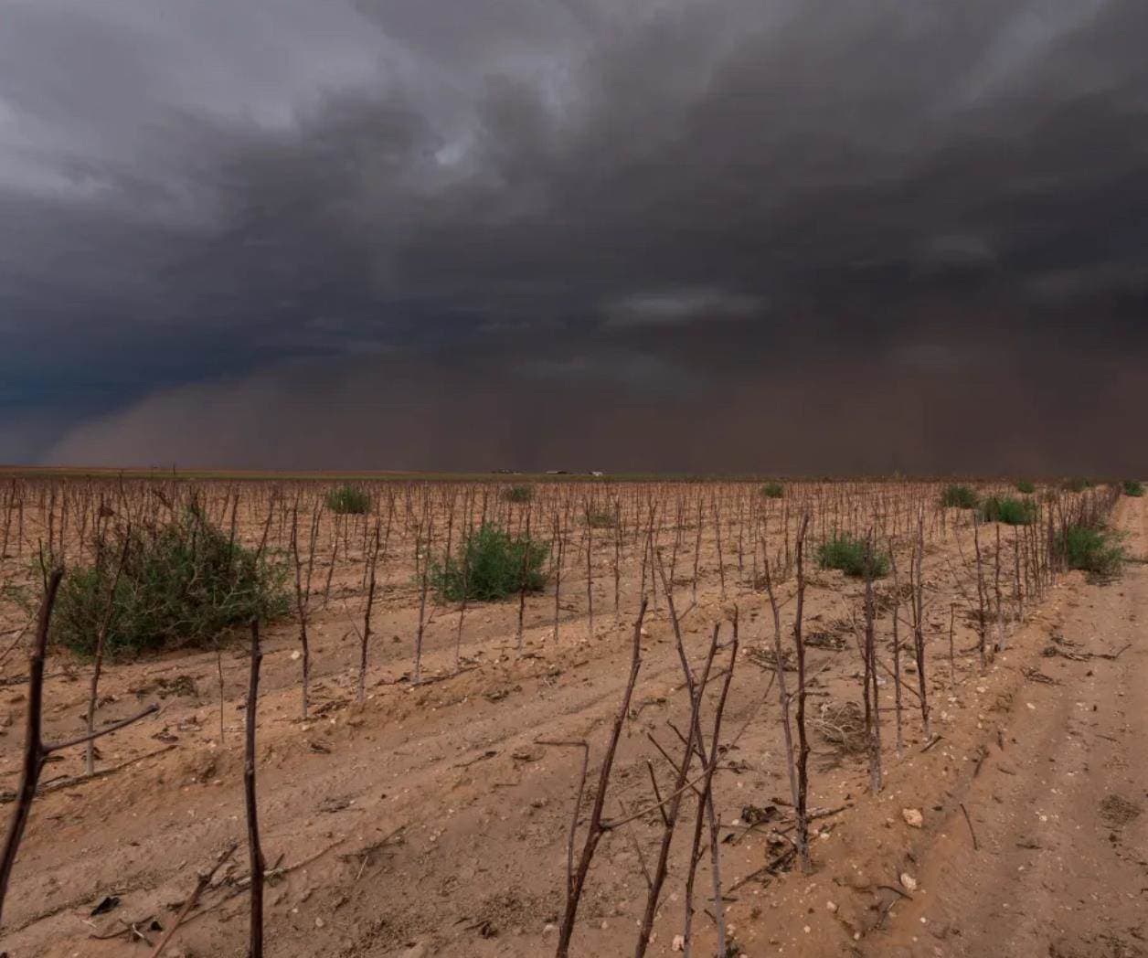 Agricultores y ganaderos se alistan para la sequía