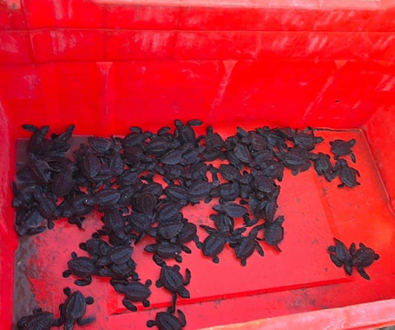 Supera Playa Bagdad los 300 nidos de tortuga lora