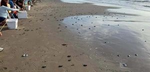 Histórica temporada de anidación de tortuga lora en Playa Bagdad