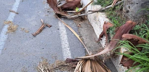 Palmas sin podar generan basura en la Ribereña