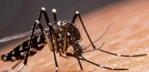 Sin dengue en Matamoros
