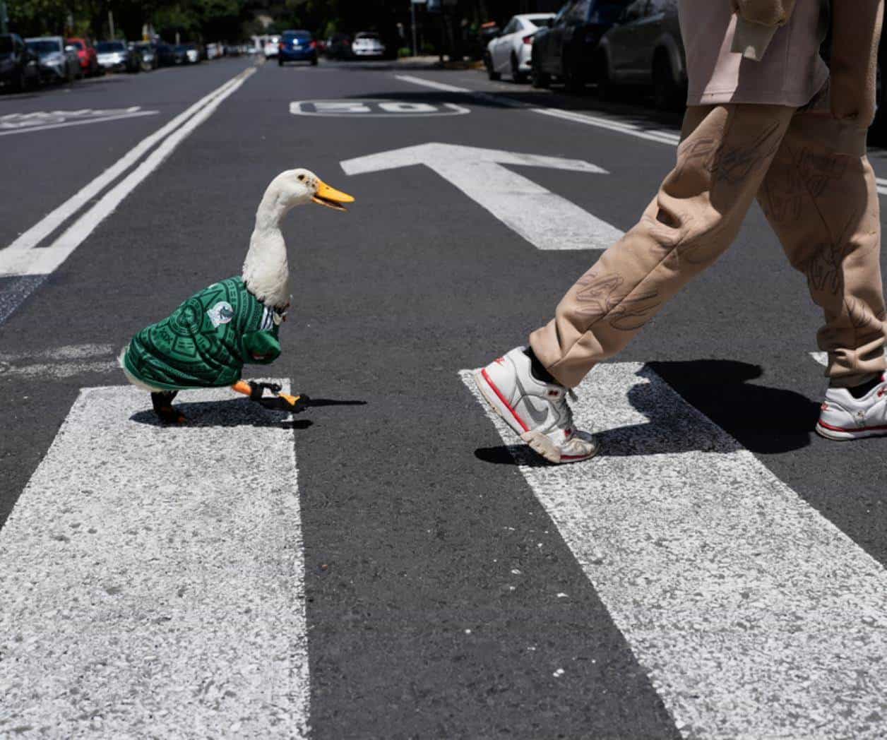 Conoce a Merlín, el pato habitual de las calles de Ciudad de México, ahora mascota del Mundial. Conoce a Merlín, el pato habitual de las calles de Ciudad de México, ahora mascota del Mundial.