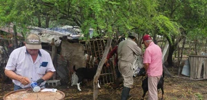 Detectan caso de gusano barrenador en San Fernando