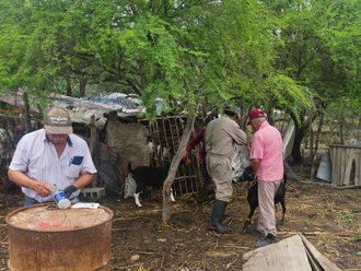 Detectan caso de gusano barrenador en San Fernando