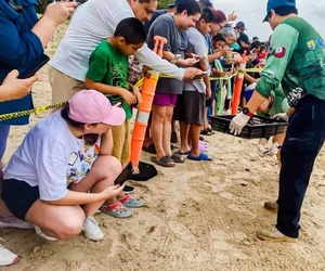 Realizan primera liberación pública de tortuga lora en La Pesca