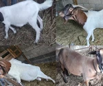 CHIVO SEMENTAL 1AñO 