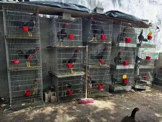 Valoran a aves aseguradas por presunto maltrato animal
