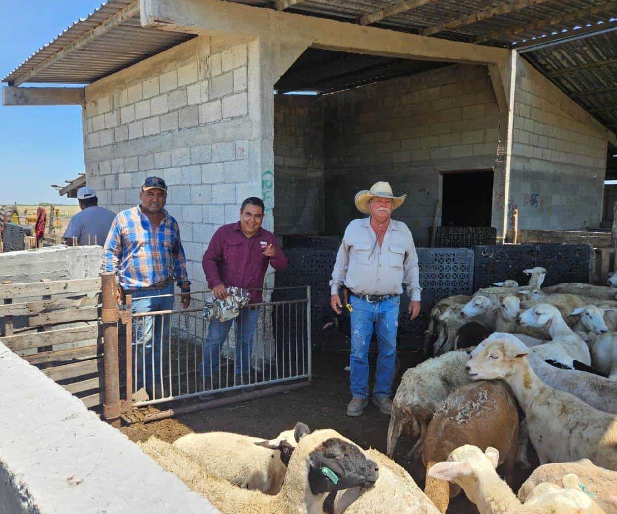 Luchan contra el gusano barrenador