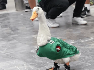 IMPI recibe solicitudes para registrar como marca al Pato Merlín