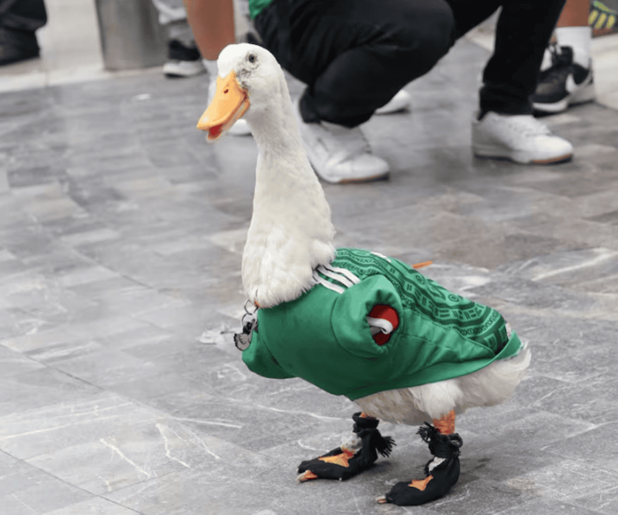 IMPI recibe solicitudes para registrar como marca al Pato Merlín