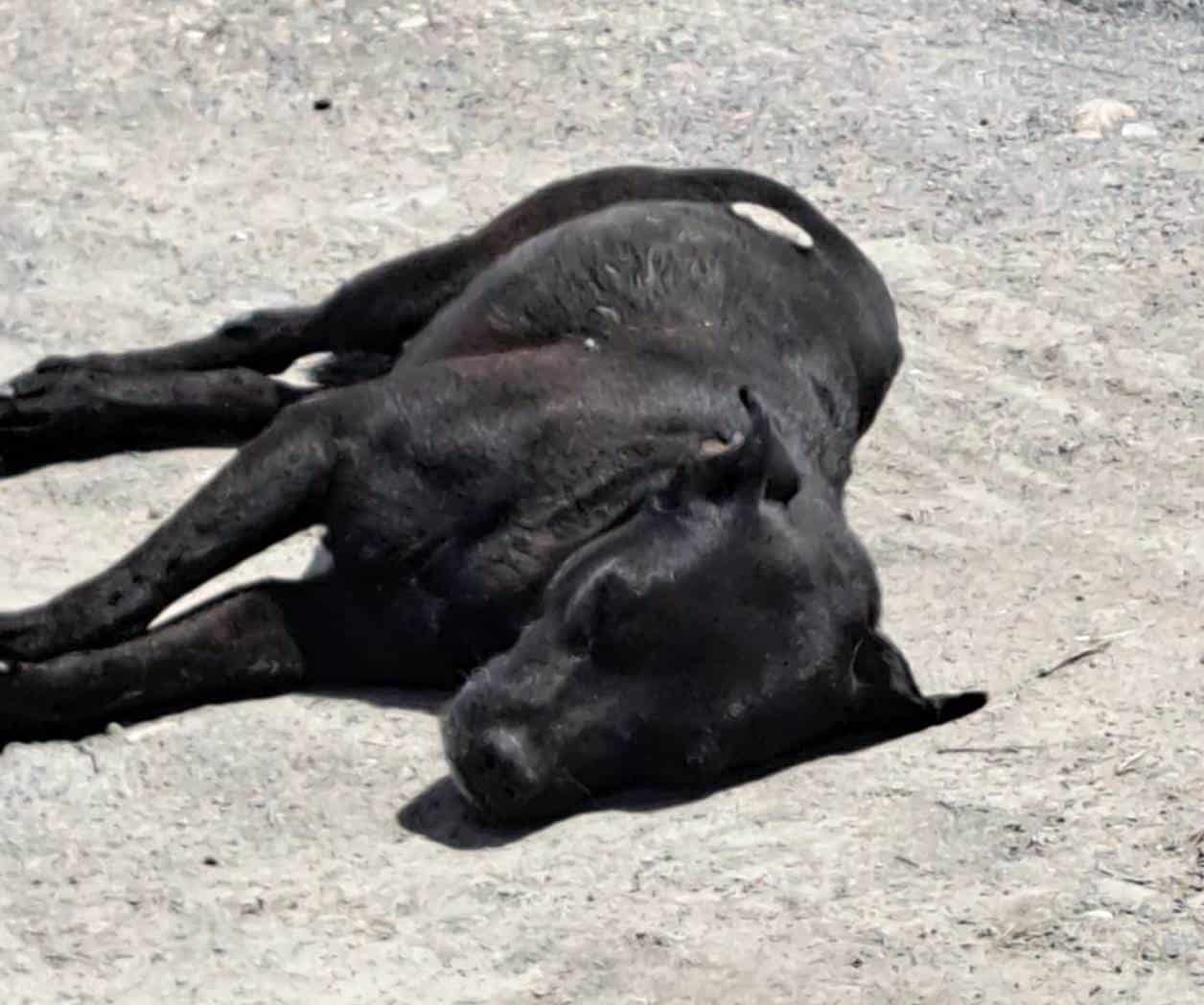 Alerta por golpe de  calor en los perros