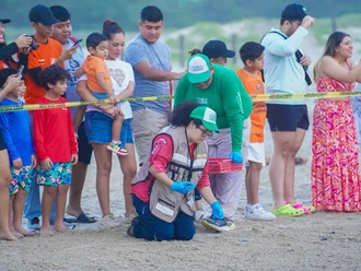 Liberan crías de  tortuga lora en la  Playa Miramar