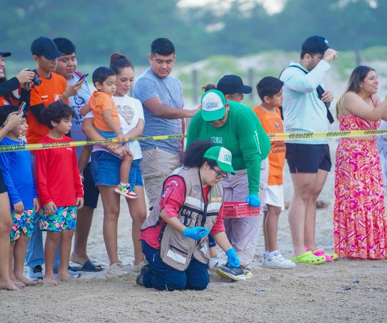 Liberan crías de  tortuga lora en la  Playa Miramar