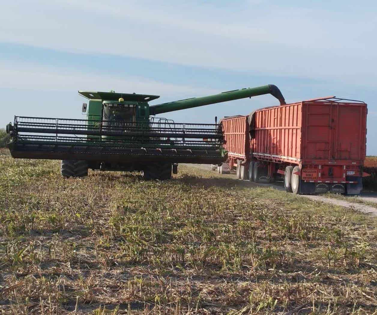 Avanzan trillas de sorgo