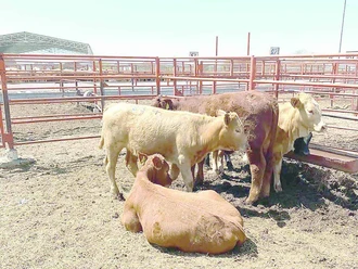 Reynosa sigue libre de gusano barrenador