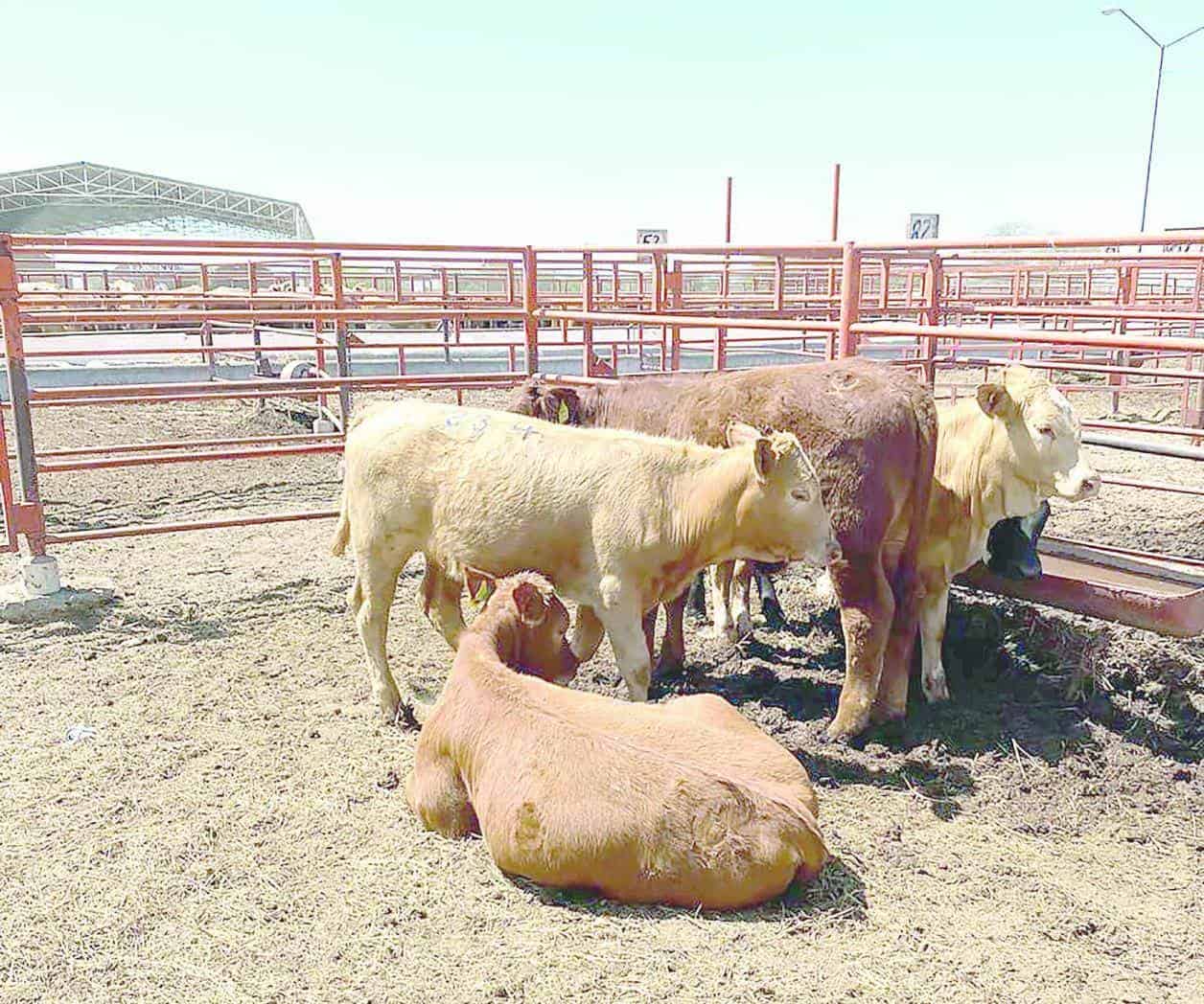 Reynosa sigue libre de gusano barrenador