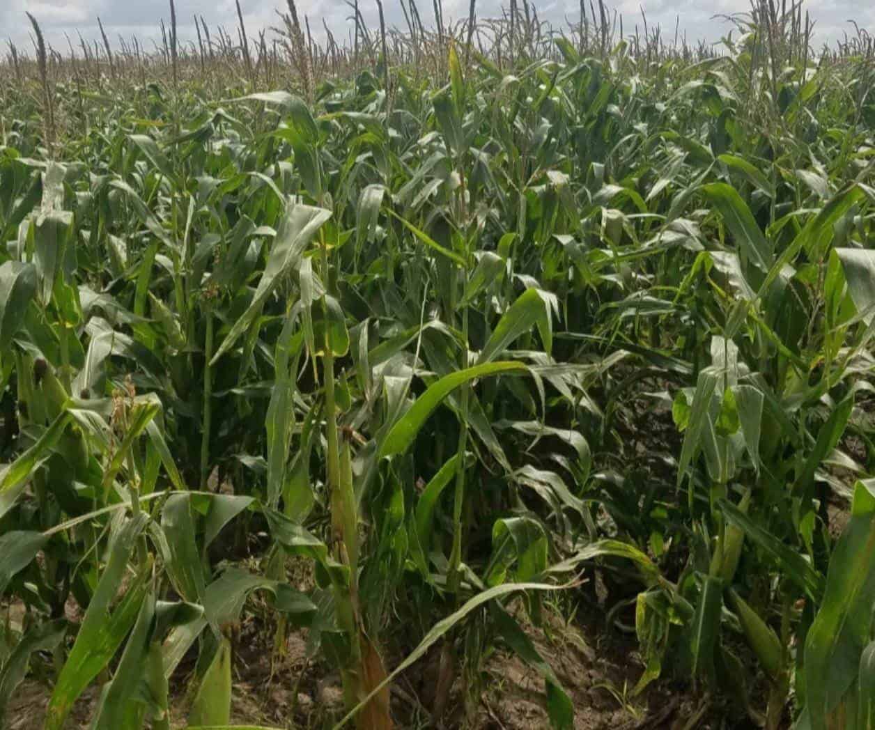 Agricultores reportan robo de elotes en Valle Hermoso