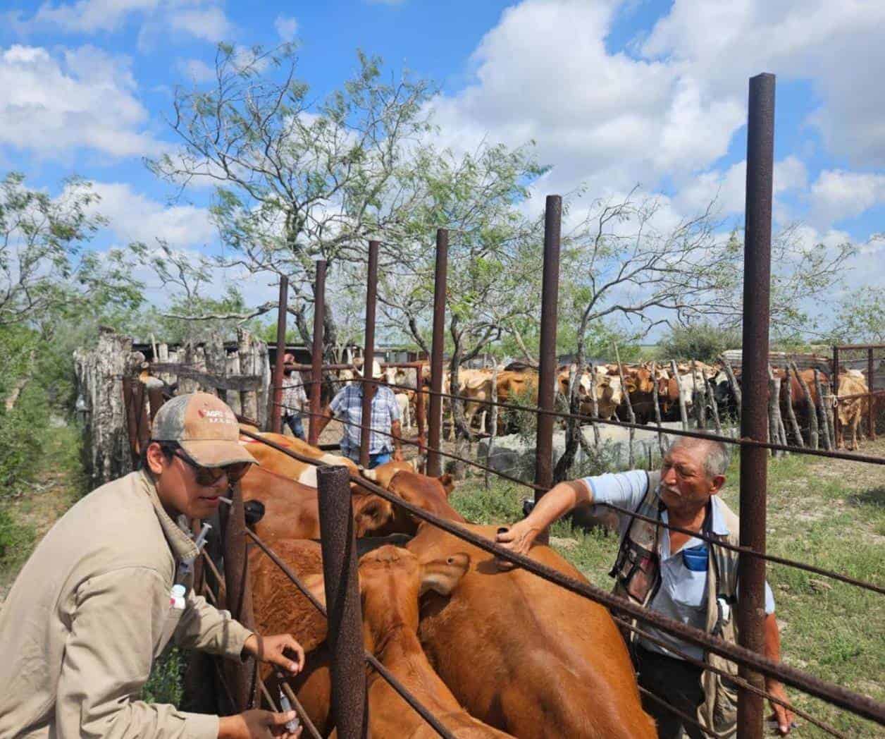 Refuerzan lucha contra el gusano barrenador Refuerzan lucha contra el gusano barrenador