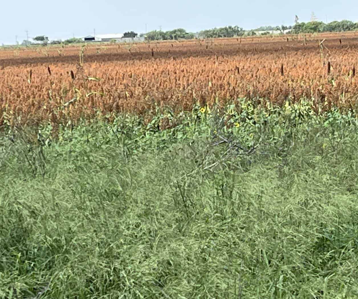 Sorgo en riesgo por plaga