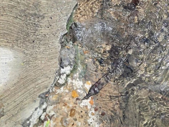 Fuga de agua limpia en zona centro afecta presión en hogares