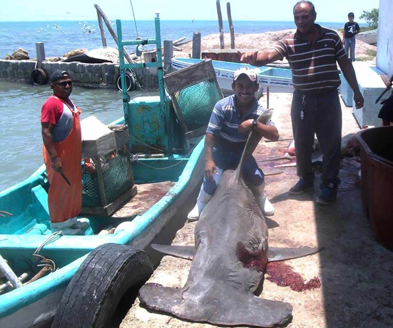 Acaba veda de tiburón Acaba veda de tiburón