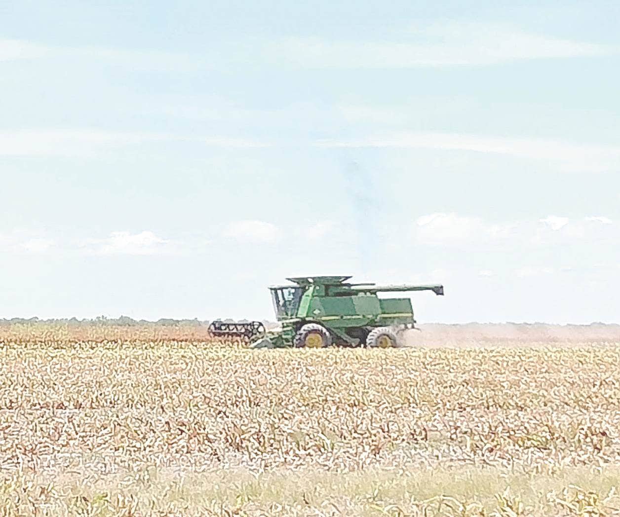 Realizarán segunda siembra de sorgo