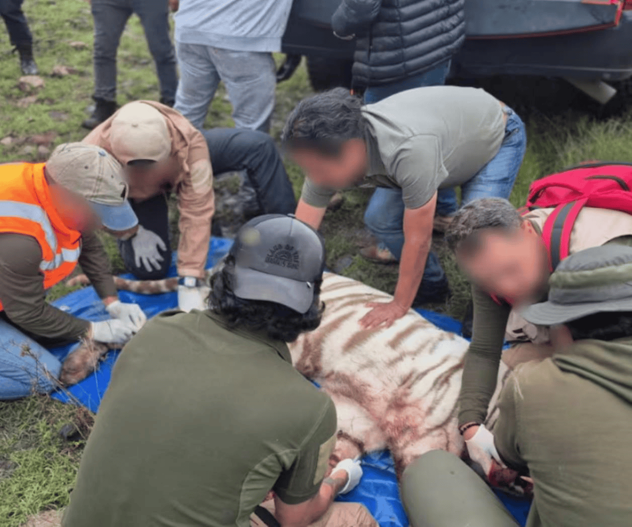 Capturan al tigre de bengala Kenzo tras cuatro días de búsqueda