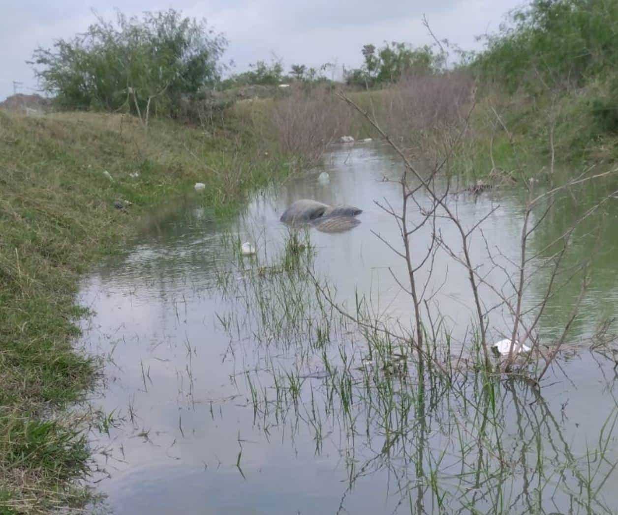 Persisten zancudos  por agua acumulada