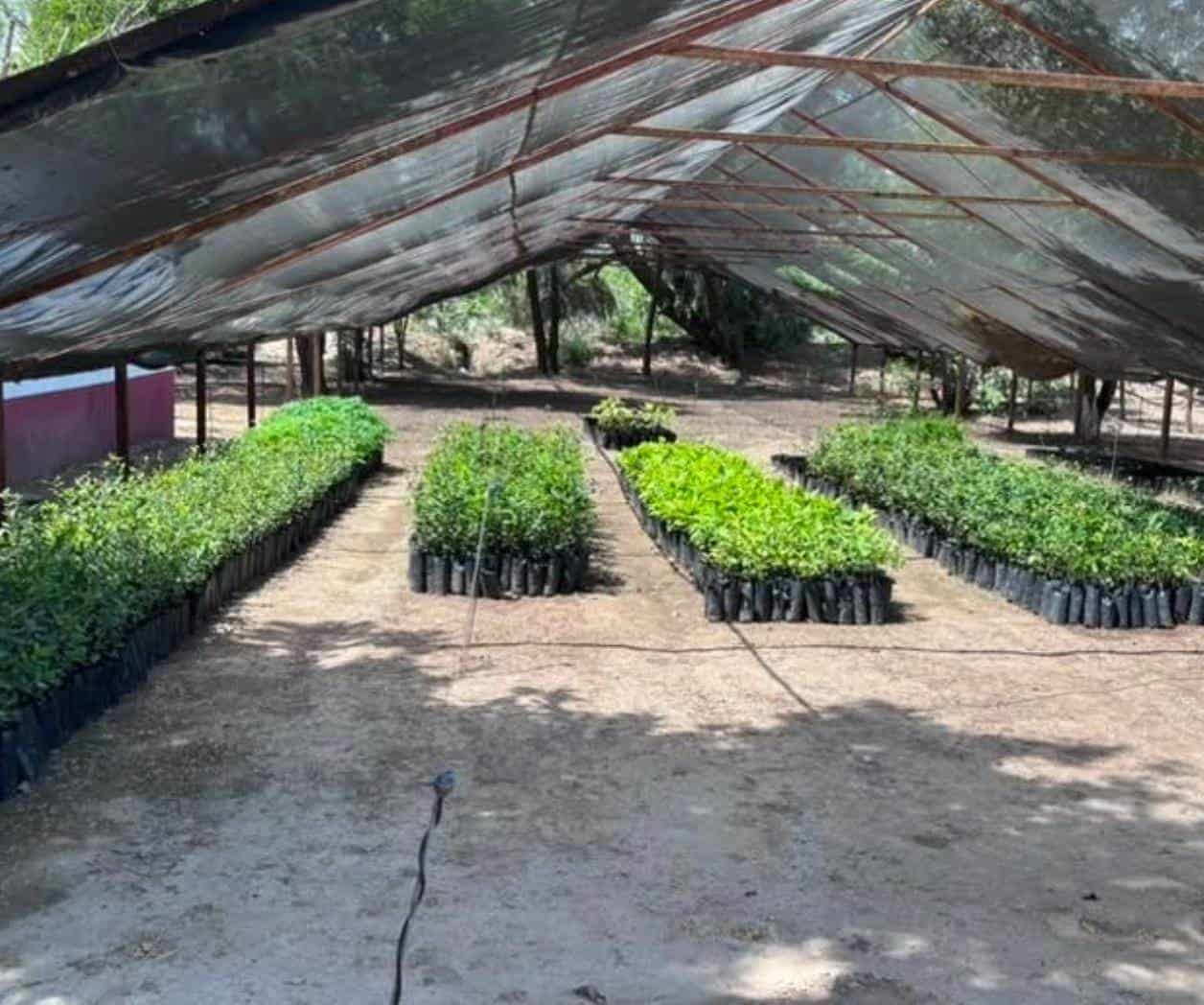 Repueblan vivero de Conafor para frenar el calor y cambio climático Repueblan vivero de Conafor para frenar el calor y cambio climático
