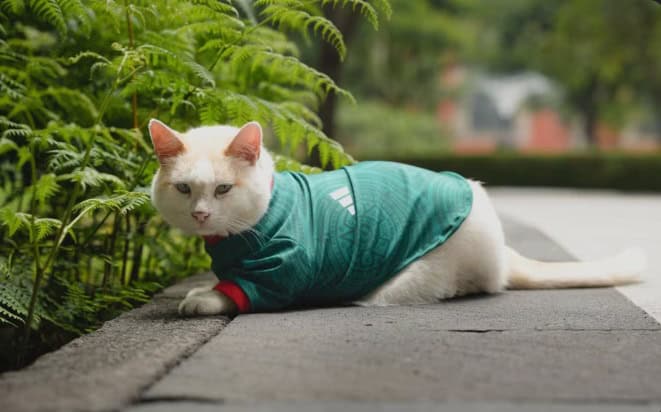 Gato ‘Coco’ se viste de verde en apoyo a México